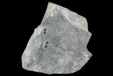 Lot: Agnostid Trilobites - Utah - Pieces #107185-1
